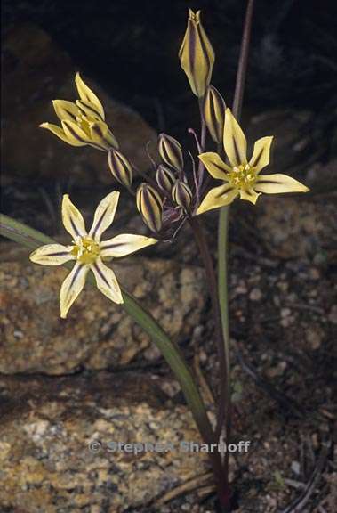 triteleia ixioides ssp scabra 2 graphic